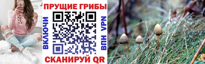 Псилоцибиновые грибы Psilocybine cubensis  как найти закладки  Дигора 