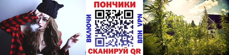 Конопля сатива  наркотики  Дигора 